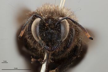 Media type: image;   Entomology 810634 Aspect: head frontal view
